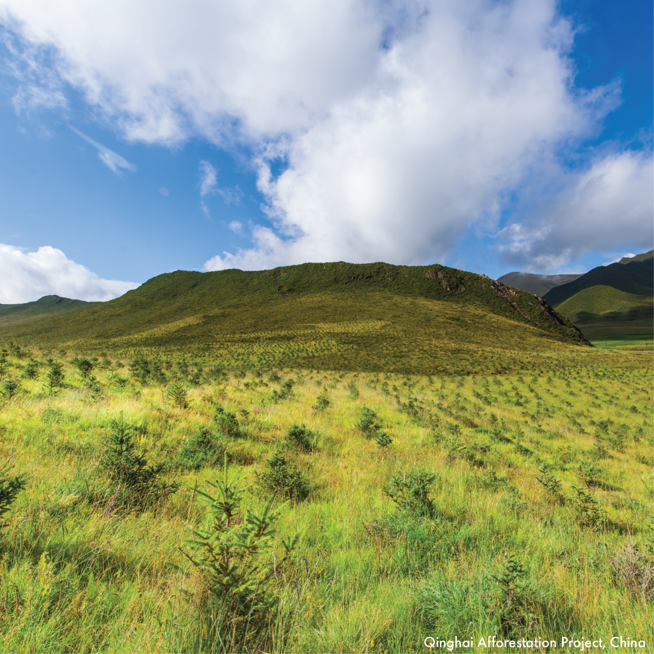 Qinghai Afforestation