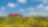 Shell biodiesel