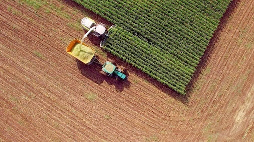 Farm machines harvesting corn for feed or Ethanol