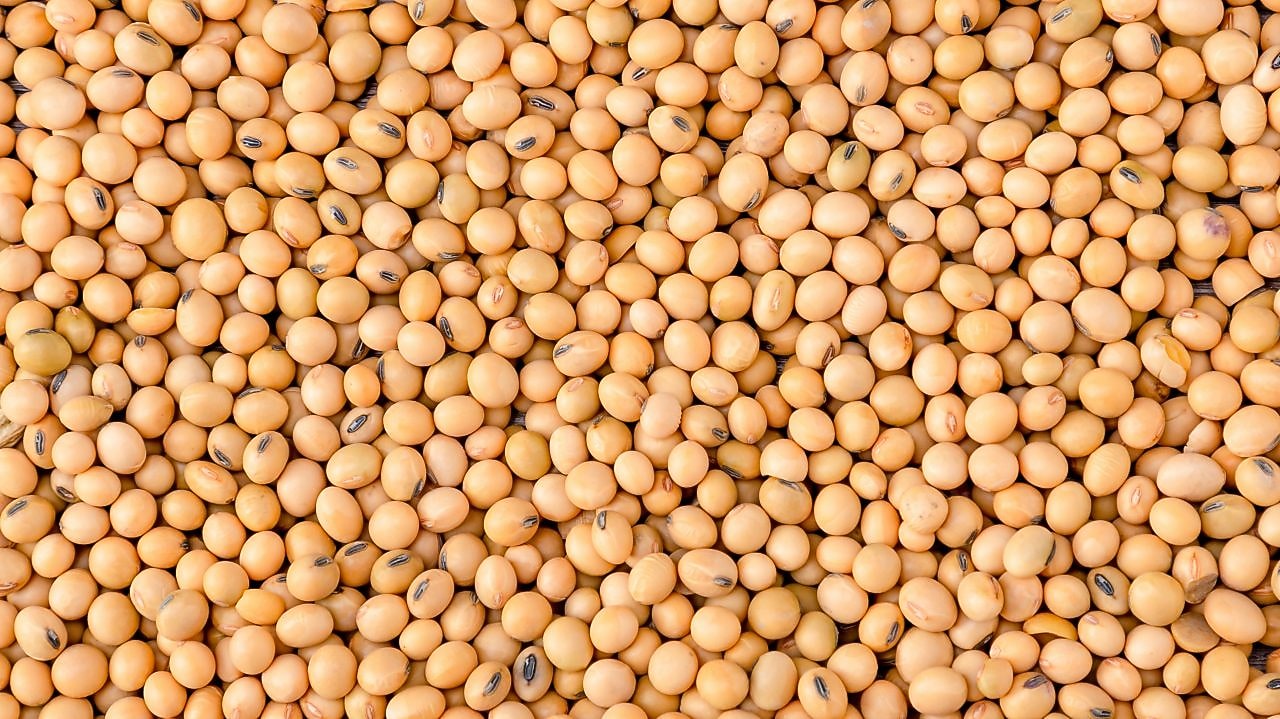 Soybean