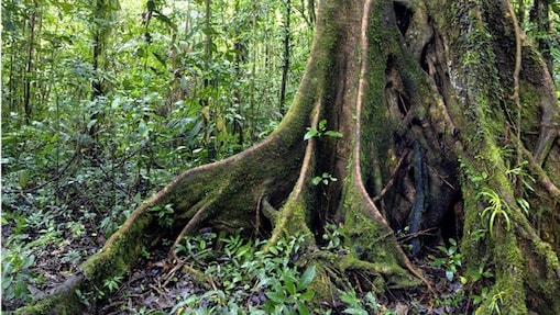 Brochure tree