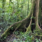 Brochure tree