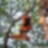 small chimp on tree