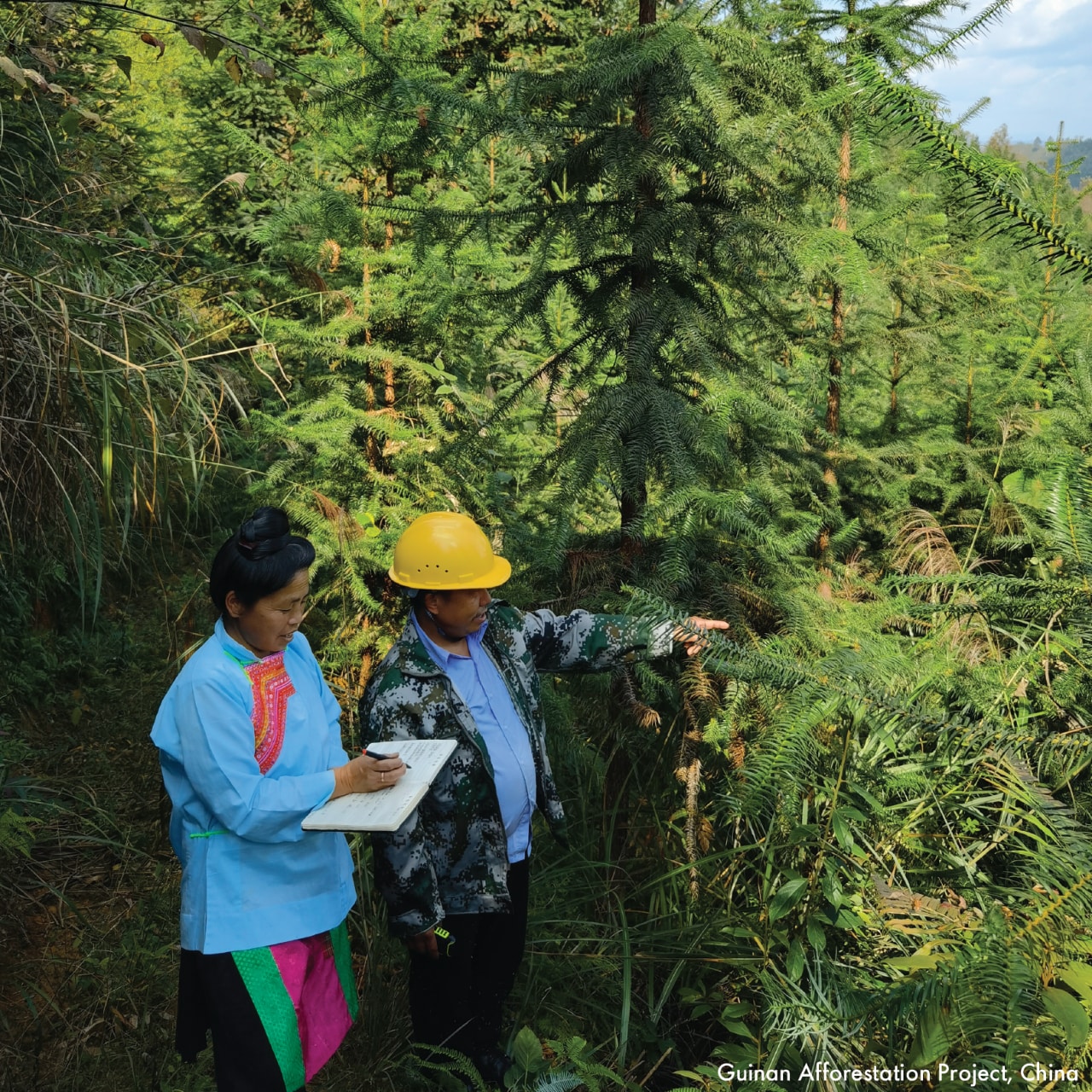 two labour in forest