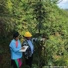 two labour in forest