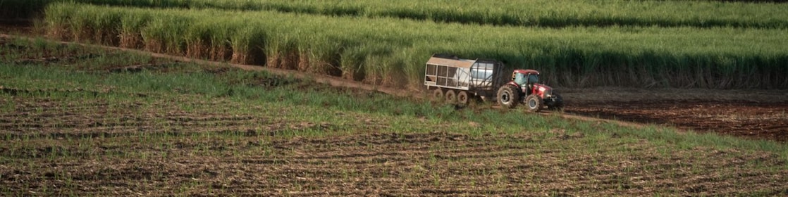 raizen brazil harvesting and production