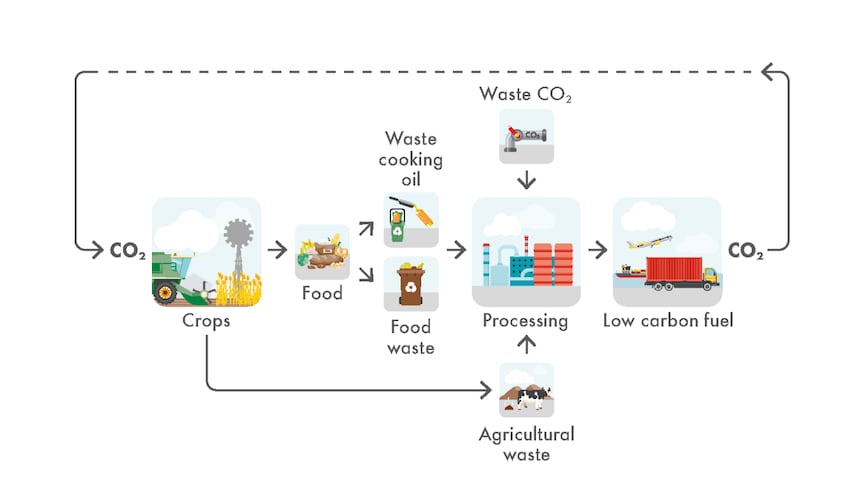 短期碳循環示例